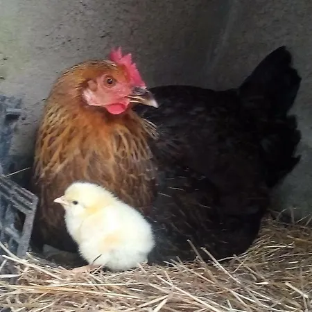 度假居 Casa Bianca *