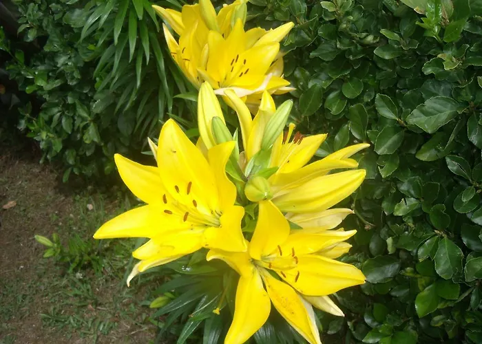 Casa Bianca Дом отдыха