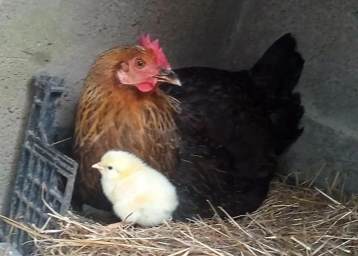 Дом отдыха Casa Bianca *